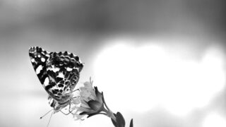 Life Is Beautiful: Make the Most of Every Opportunity